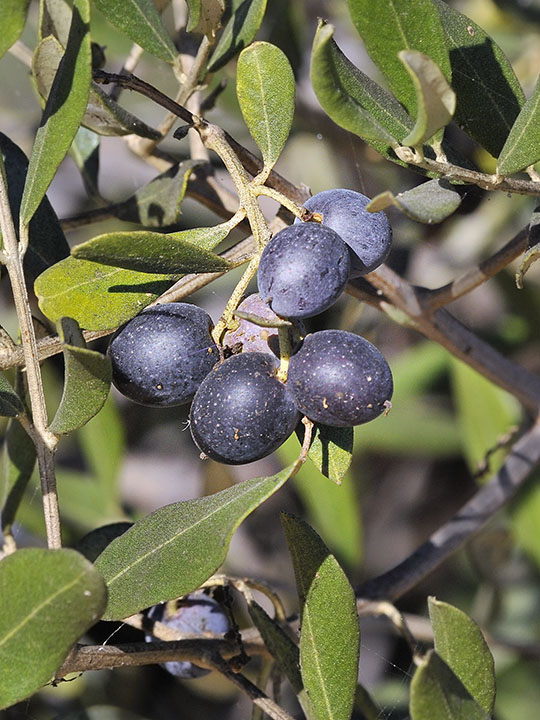 Plody olivy