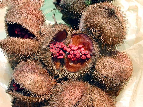 Semena jsou uložena v ježatém obalu.