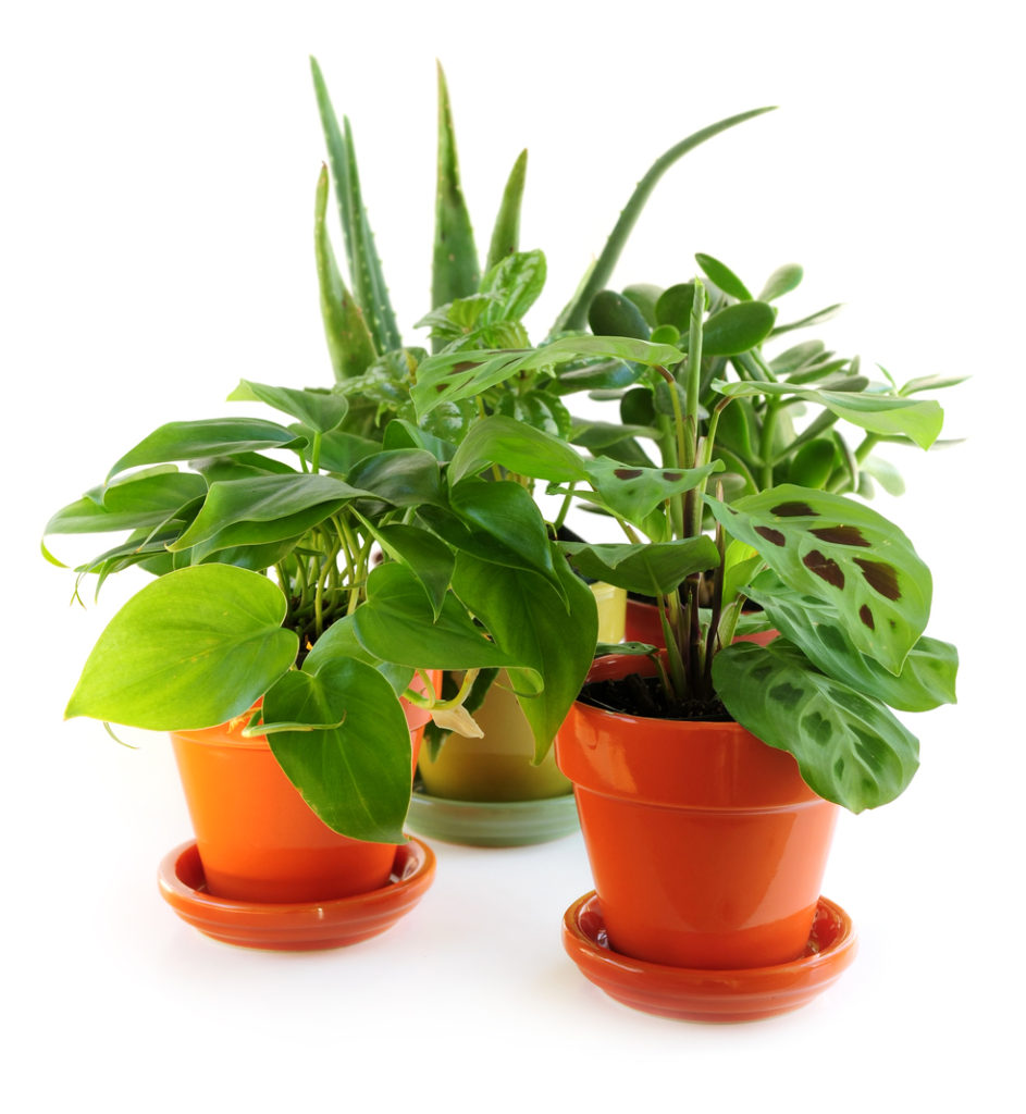 download small house plants
